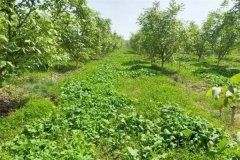 綠肥作物有哪些，春季種植什么綠肥品種較好？