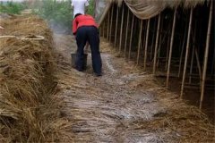 如何處理栽培草菇的稻草 如何提高草菇出菇率？