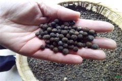 香樟樹(shù)種子可以育苗嗎？香樟苗怎么栽植養(yǎng)護(hù)？