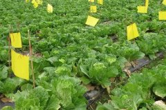 什么是病蟲害的農業(yè)防治，主要措施有哪些？