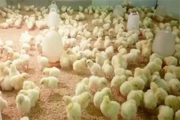 脛長、體重達標率須在85%以上