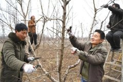 桃樹(shù)如何修剪？桃樹(shù)各生長(zhǎng)階段的修剪要點(diǎn)