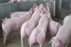 什么是商品豬？什么是肉脂型、瘦肉型豬？