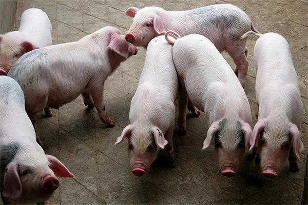 肉脂型、瘦肉型豬