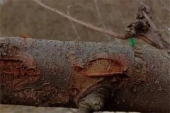 蘋果樹干腐病的癥狀有哪些，如何防治？