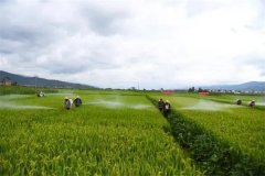 蔬菜病蟲害綠色防控技術主要有哪些？