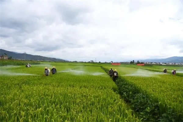農業(yè)防治技術