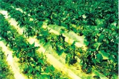 什么是蔬菜病蟲害綠色防控，主要內容是什么？