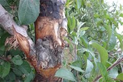 如何區(qū)別蘋果樹干腐病和腐爛??？