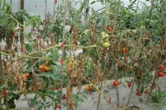 番茄枯萎病的癥狀及防治方法，用什么藥防治？