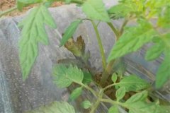 番茄早疫病和晚疫病的癥狀有什么區(qū)別？