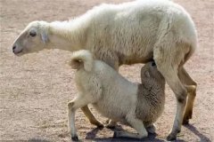 如何提高羔羊成活率？