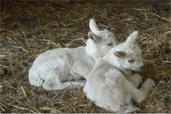 補(bǔ)料保成活、促生長(zhǎng)