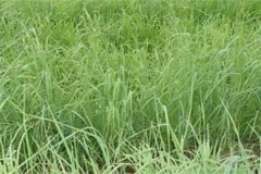 養(yǎng)羊常用哪些牧草，羊的飼養(yǎng)要注意哪方面？