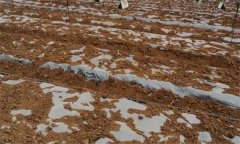 燈盞花的栽植技術(shù)和病蟲(chóng)害防治方法