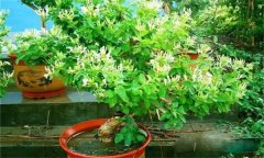 金銀花的修剪方法，如何修枝整形？