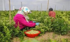 金銀花的采收時間、采摘方法及分級標(biāo)準(zhǔn)