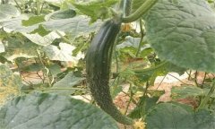 種植黃瓜為什么會出現(xiàn)畸形瓜？