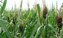 怎樣防治玉米絲黑穗病，主要癥狀有哪些？