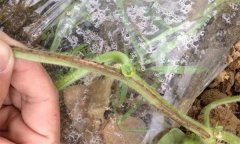 南瓜蔓枯病的藥物防治和發(fā)病原因是什么？