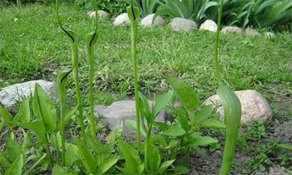 半夏種植技術要點