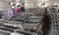 如何制作雙孢蘑菇的麥粒菌種,菌種制作的流程