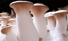 杏鮑菇菌蓋上會長疙瘩、出菇后會開裂怎么辦？