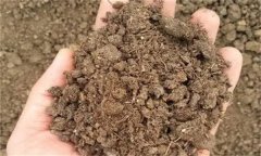 雙孢蘑菇如何覆土，覆土20天后還不出菇怎么辦？