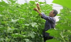 哈密瓜如何整枝留瓜，種植哈密瓜應(yīng)注意什么？