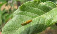 蘋(píng)果卷葉蛾的發(fā)生規(guī)律有哪些，有何為害特點(diǎn)？