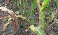 玉米病蟲害的種類有多少種？