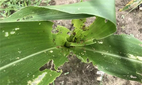 玉米蟲(chóng)害的種類