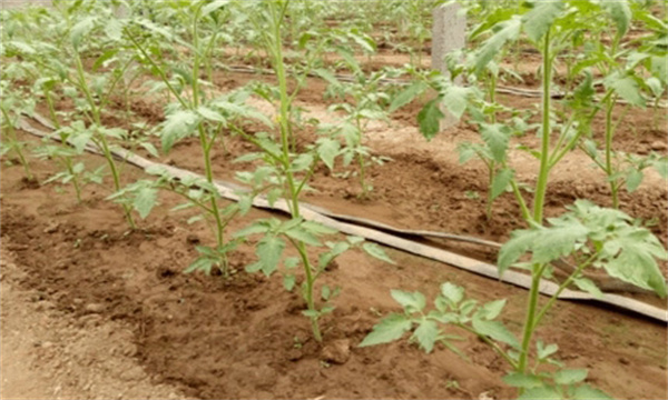 定植后防高溫、防病蟲、防雨水灌棚