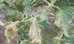 如何防治番茄晚疫病，其發(fā)病條件有哪些？