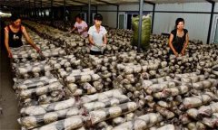 香菇生產(chǎn)怎樣選擇栽培料？