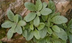 玄參有哪些種類，浙玄參與北玄參性狀的區(qū)別