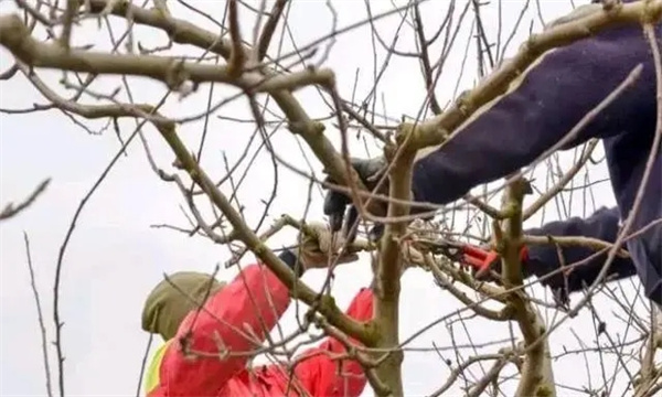 石榴衰老樹的更新修剪方法