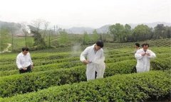 茶樹病蟲害綠色防控推薦常用的農(nóng)藥有哪些？