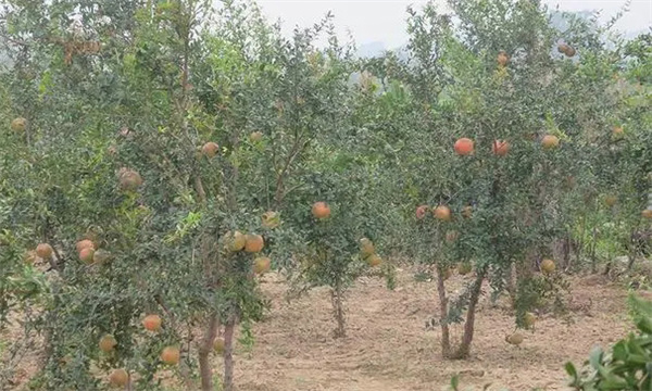 石榴樹樹體具有儲(chǔ)藏營養(yǎng)的特性
