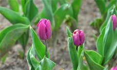 如何栽培和管理郁金香？郁金香栽培和養(yǎng)護技術