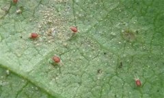 紅蜘蛛的為害癥狀、發(fā)生規(guī)律及防治措施有哪些