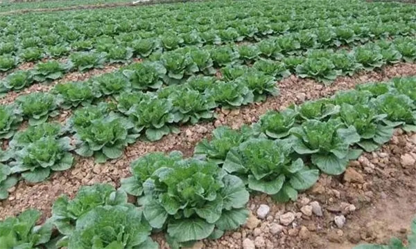 氮磷鉀等營養(yǎng)元素對(duì)大白菜增產(chǎn)有哪些作用