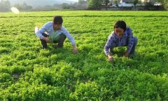 黨參的田間管理技術(shù)主要有哪些？