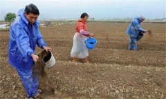 生姜怎樣施肥？如何根據(jù)生姜需肥特點(diǎn)合理施肥