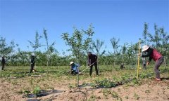 果園基礎(chǔ)設(shè)施建設(shè)包括哪些內(nèi)容？