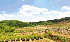 如何選擇果園的園址，如何園規(guī)劃果？