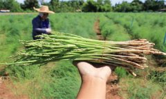 蘆筍苗多大適宜移栽定植，栽植密度多少合適？