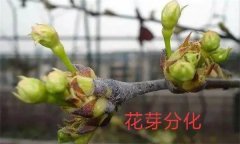 梨樹開花結(jié)果有什么特點(diǎn)？