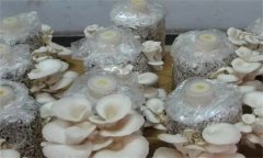 如何防治平菇腐爛??？