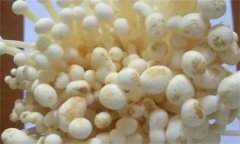 如何防治金針菇黑斑病，其發(fā)病條件是什么？